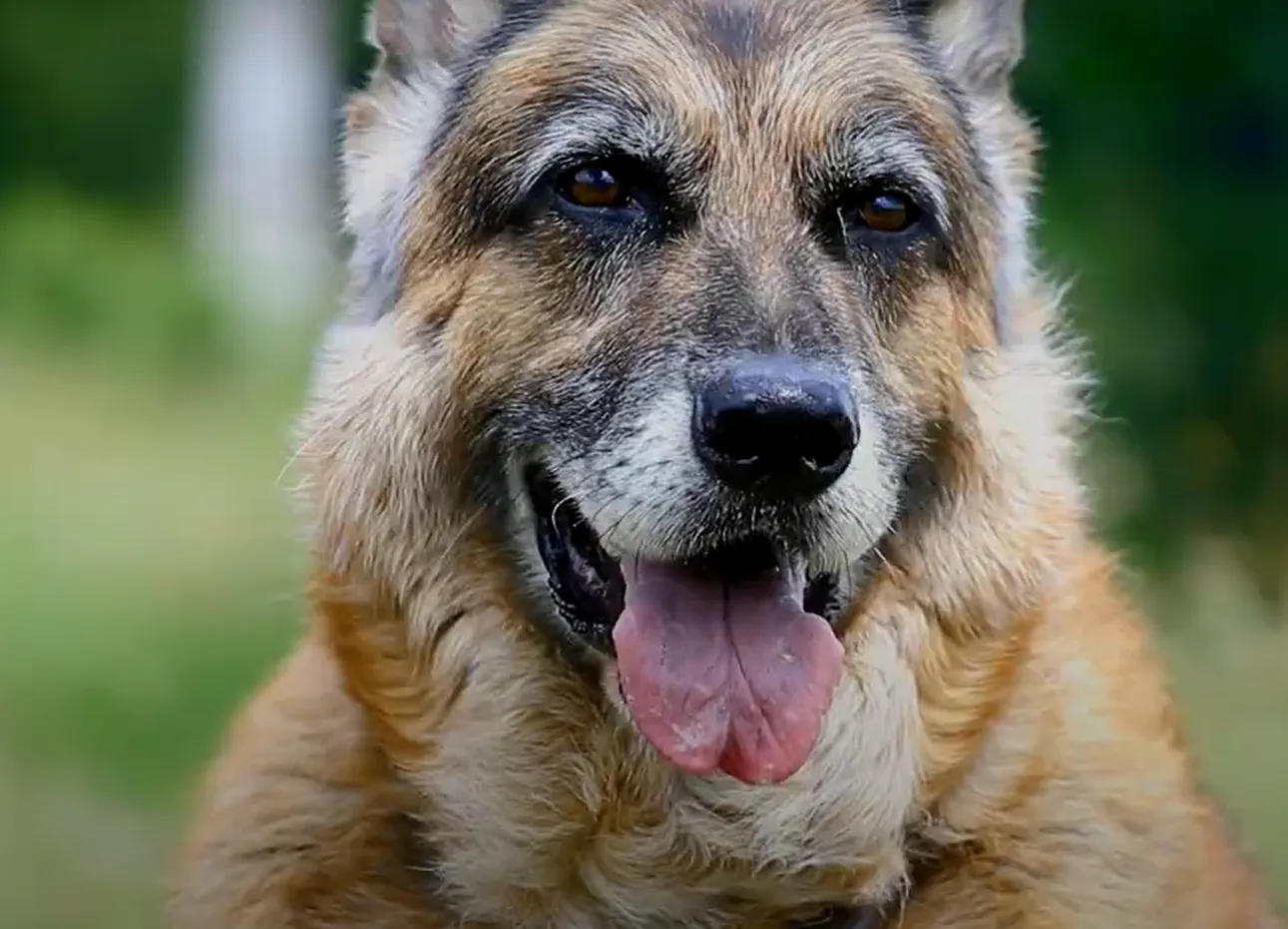 Blije hond van Tammenga Diervoeders in het veld