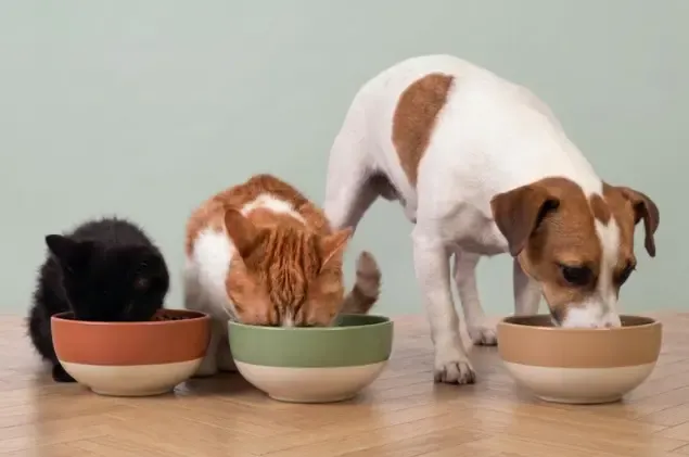 Een hond en twee katten eten uit hun voerbakken