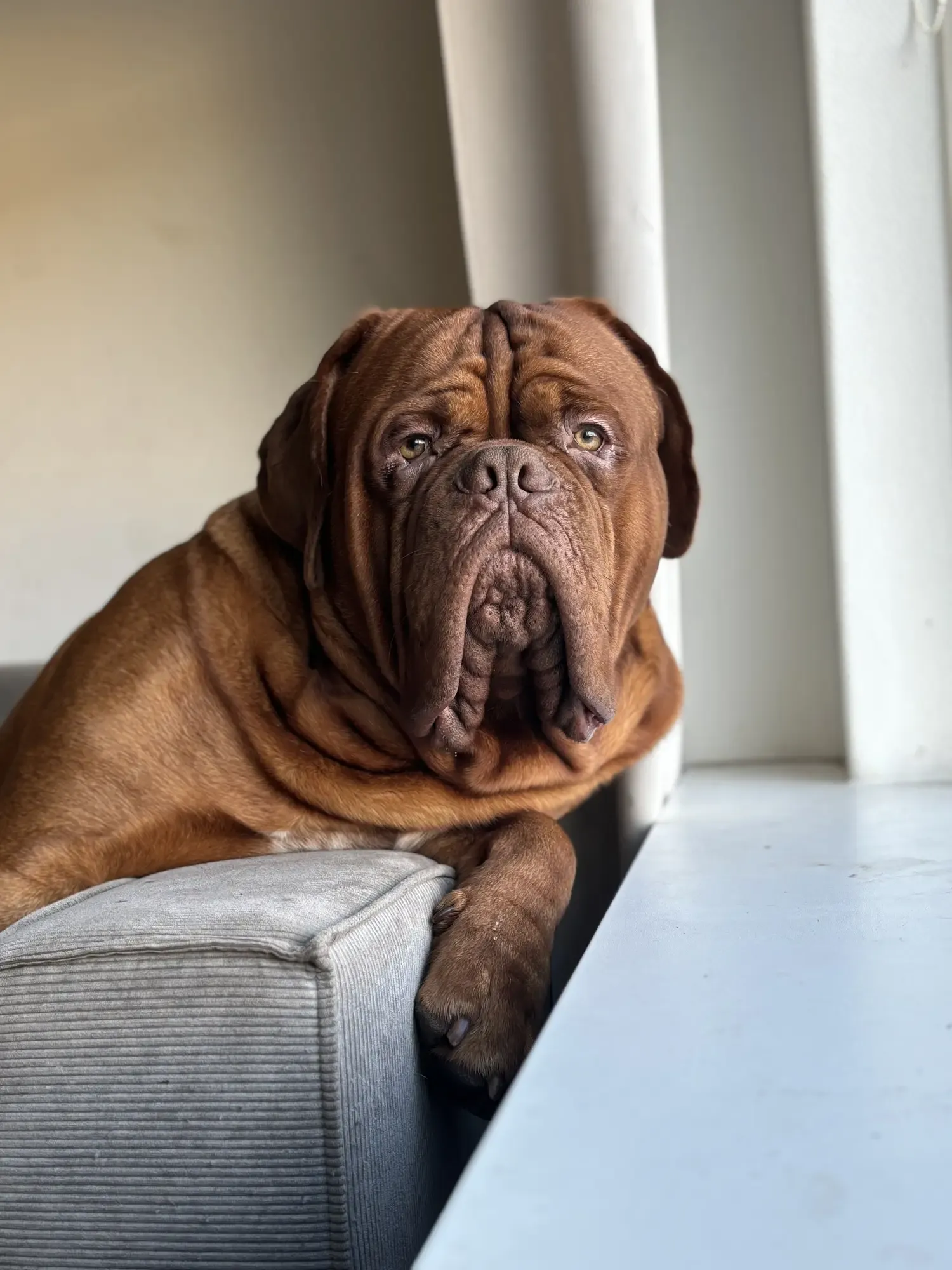 Moos, een bruine hond van Tammenga Diervoeders