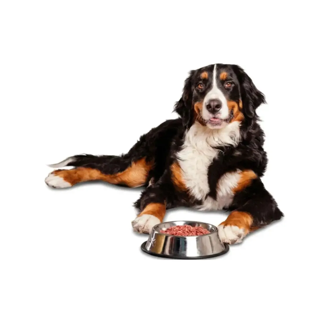 Berner sennenhond bij een voerbak met vers vlees